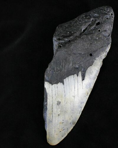 Partial Megalodon Tooth - North Carolina #28513